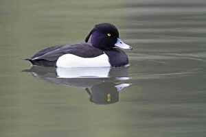 Tufted Duck - male swimming on lake