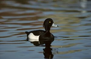 East Anglia Collection: Tufted Duck Norfolk, UK BI006848