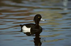 Lakes Prints: Tufted Duck Norfolk, UK BI006848