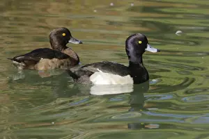 Tufted Duck - pair - Aude - France