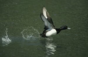 Aythya Gallery: Tufted Duck - running across water to take off
