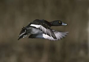 Aythya Gallery: Tufted Duck - taking off