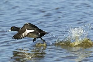 Aythya Gallery: Tufted Duck - taking off