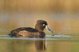 Images Dated 5th September 2003: Tufted Duck - Waterlevel perspective of female