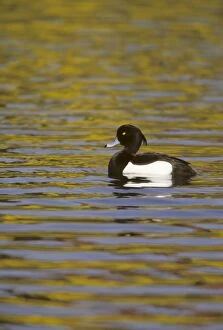 Tufted Duck on Yellow Water