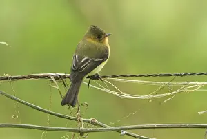 Flycatchers Prints: Tufted Flycatcher Cierro La Muerte, Costa Rica