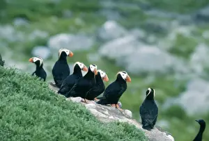 Tufted Puffin Gulf of Alaska