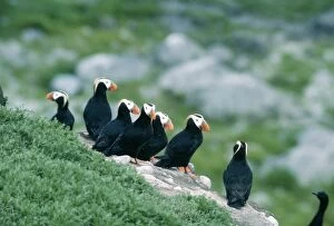 Tufted PUFFIN - Small group