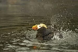 Tufted Puffin - Washing