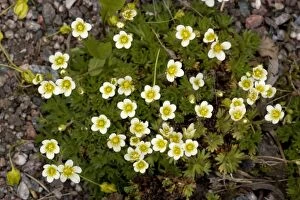 Tussock Gallery: Tufted saxifrage