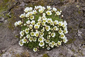Flowering Gallery: Tufted Saxifrage - flowering - Svalbard, Norway