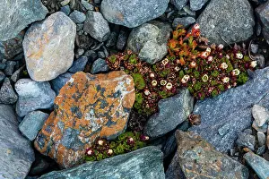 Tufted saxifrage {Saxifraga cepitosa}, in flower. Date: 12-06-2018