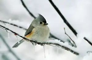 Tufted Titmouse - on branch in snow. New York, USA