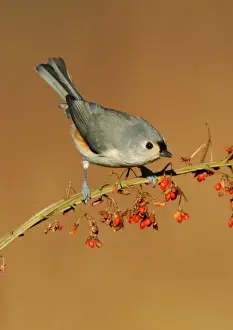 Bicolor Prints: Tufted Titmouse. Connecticut, USA