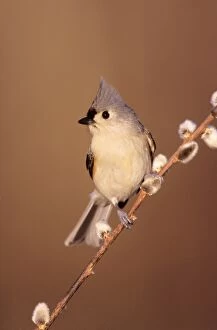 Images Dated 18th May 2005: Tufted Titmouse Hamden Connecticut, USA