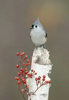 Tufted Titmouse Hamden, Connecticut, USA
