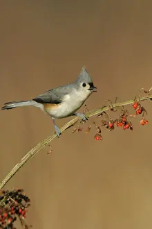 Tufted Titmouse Hamden, Connecticut, USA