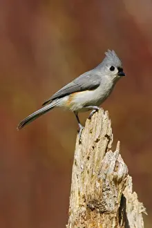 Tufted Titmouse Hamden, Connecticut, USA