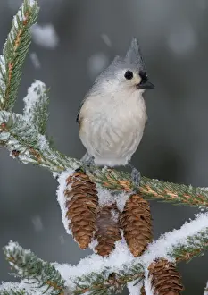 Bicolor Prints: Tufted Titmouse. Hamden, CT, USA
