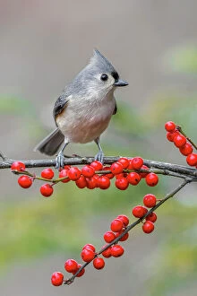 Titmouse Gallery: Tufted titmouse and red berries, Kentucky
