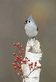 Tufted Titmouse - on tree stump, with berries