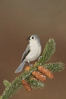 Titmouse Gallery: Tufted Titmouse - in winter