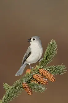 Bicolor Prints: Tufted Titmouse - in winter - January - Connecticut - USA