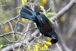 Tui - feeding on Kowhai blossom - Tiritiri Matangi Island, Hauraki Gulf, New Zealand