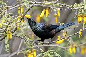 Tui - feeding on Kowhai blossom - Tiritiri Matangi Island - Hauraki Gulf - New Zealand
