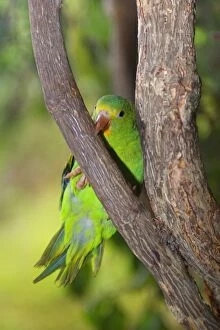 Brotogeris Gallery: Tui Parakeet / Santarem Parakeet - single adult