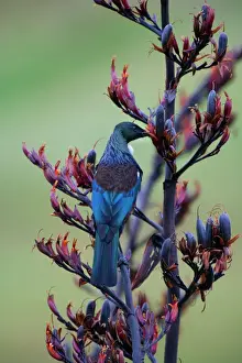 New Zealand Prints: Tui, Parson Bird sucking nectar of flowering New Zealand Flax plant North Island