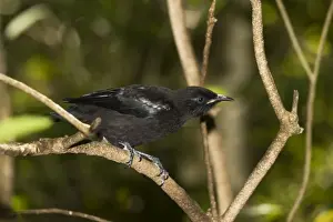 Zealand Prints: Tui. Tiritiri Matangi island near Auckland North Island New Zealand