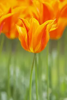 Soft Focus Prints: Tulip Ballerina Keukenhof Gardens Netherlands PL001788