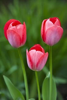 Images Dated 16th April 2011: Tulip Blossom - in garden