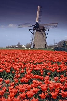 Images Dated 10th June 2008: Tulip Bulb fields and windmill - Leiden, Holland
