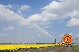 Images Dated 6th May 2008: Tulip culture - Irrigation during a dry spring - The Netherlands - Flevoland