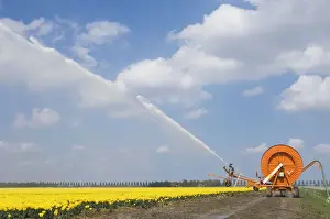 Irrigation Prints: Tulip culture - Irrigation during a dry spring - The Netherlands - Flevoland