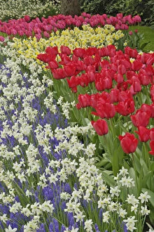 Tulip and daffodil garden, Keukenhof Gardens