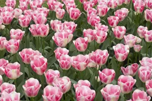 Present Idea Prints: Tulip Diamond Keukenhof Gardens Netherlands PL001602