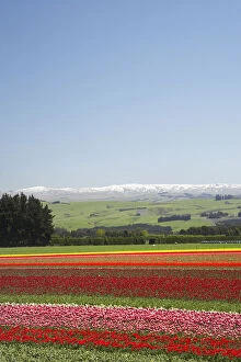 Tulip Fields, near Tapanui, West Otago