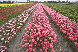 Perennial Prints: Tulip Fields Netherlands PL001867