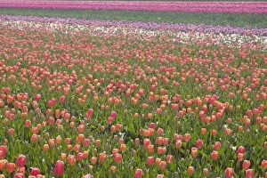 Plant Textures Collection: Tulip Fields Netherlands PL001928