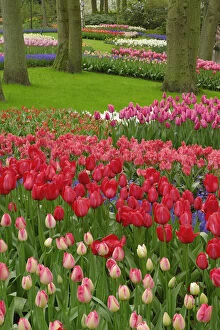 Tulip garden, Keukenhof Gardens, Lisse