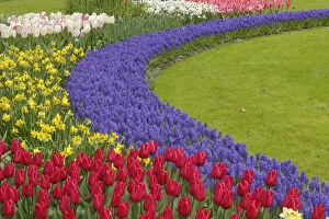 Tulip and Grape Hyacinth and daffodil garden