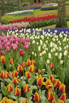 Tulip and hyacinth garden, Keukenhof Gardens