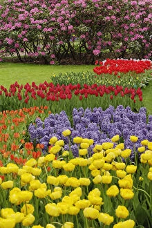 Tulip, hyacinth, and rhododendron garden