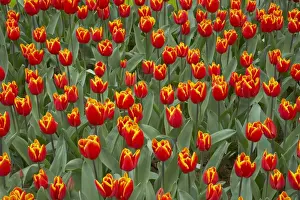 Perennial Prints: Tulip King's Cloak Keukenhof Gardens Netherlands PL001619