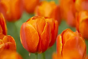 Masses Prints: Tulip Prince Wilhem Alexander Keukenhof Gardens Netherlands PL001761