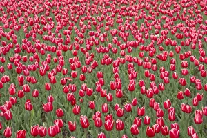 Perennial Prints: Tulip Princess Victoria Keukenhof Gardens Netherlands PL001592