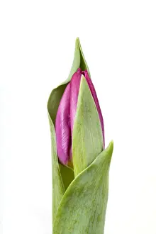 New Growth Prints: Tulip - Sequence 1 of 2